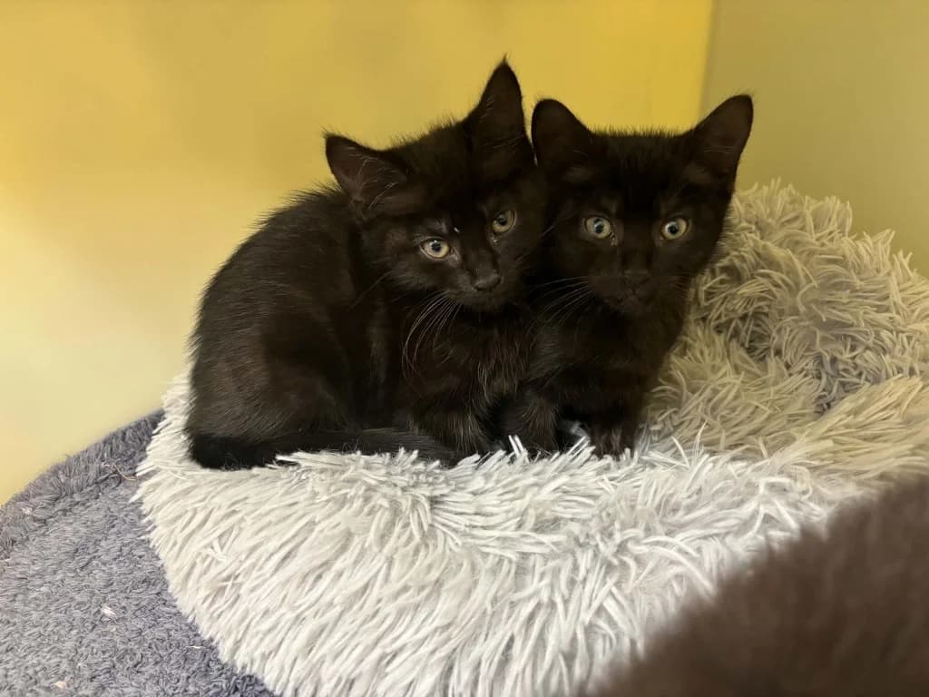 Petunia / Pickle, female puppy Mixed Breed Cat for adoption at RSPCA Burton (Hillfield Animal Home)
