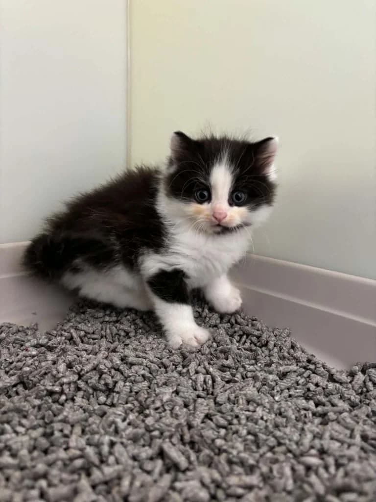 Parsley, male puppy Mixed Breed Cat for adoption at RSPCA Burton (Hillfield Animal Home)