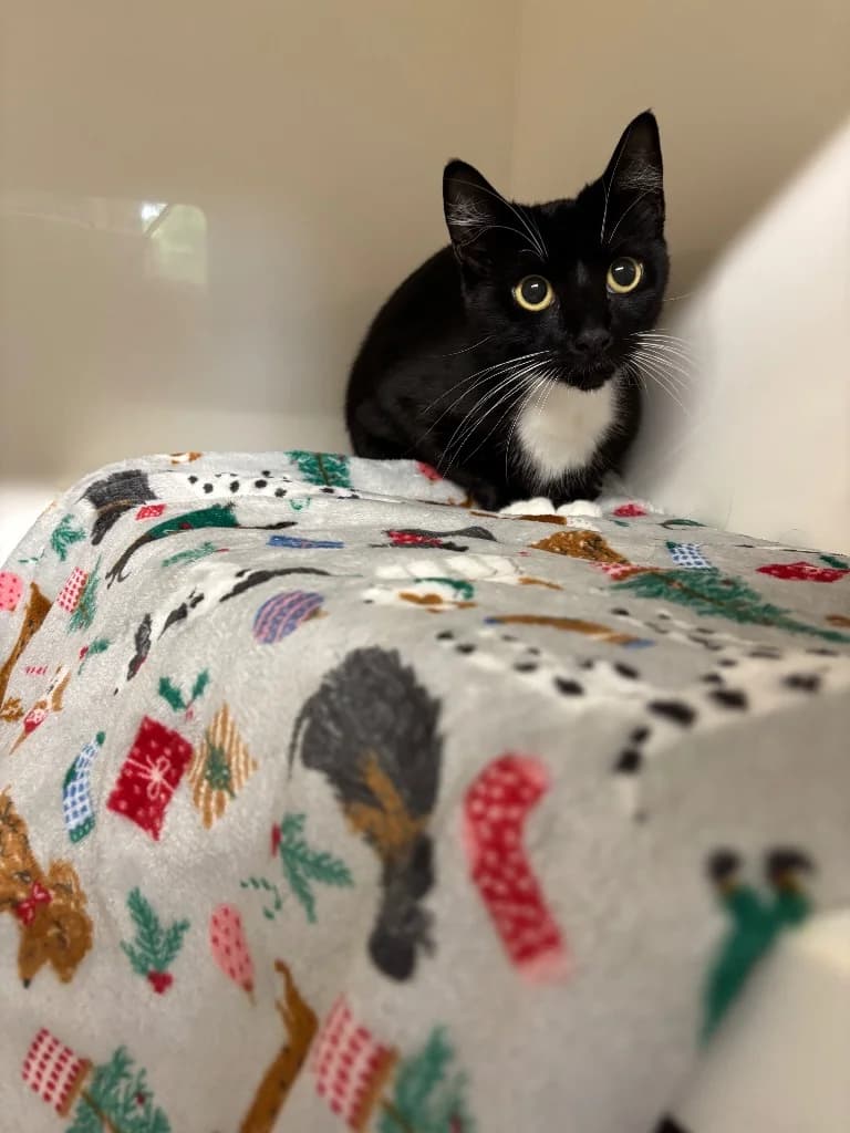 Summer, female young Mixed Breed Cat for adoption at RSPCA Burton (Hillfield Animal Home)