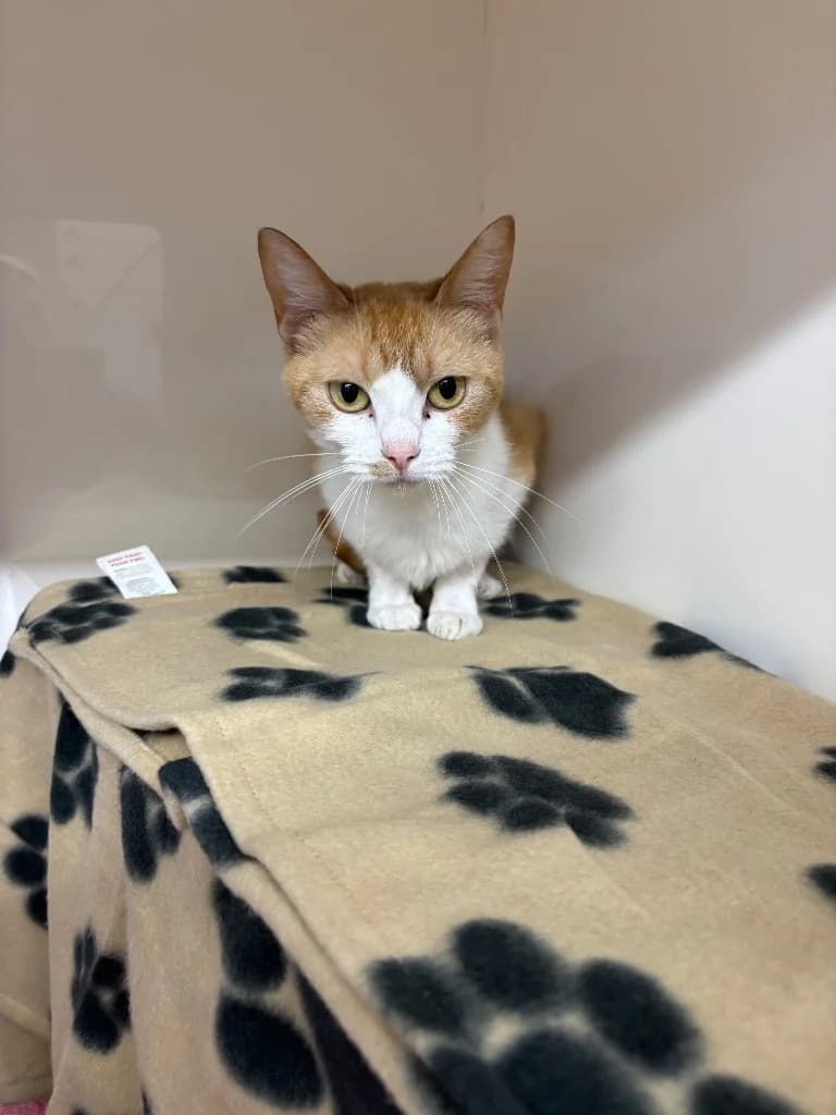 Honey, female young Mixed Breed Cat for adoption at RSPCA Burton (Hillfield Animal Home)