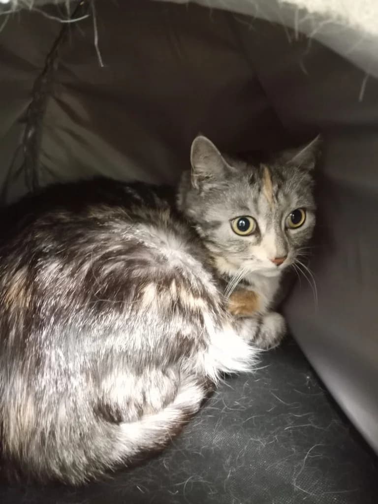 Bella, female 6yo mixed breed for adoption at RSPCA Burton (Hillfield Animal Home)