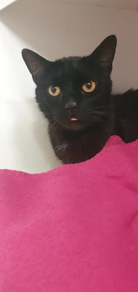 Brock, male 3yo Mixed Breed Cat for adoption at RSPCA Burton (Hillfield Animal Home)