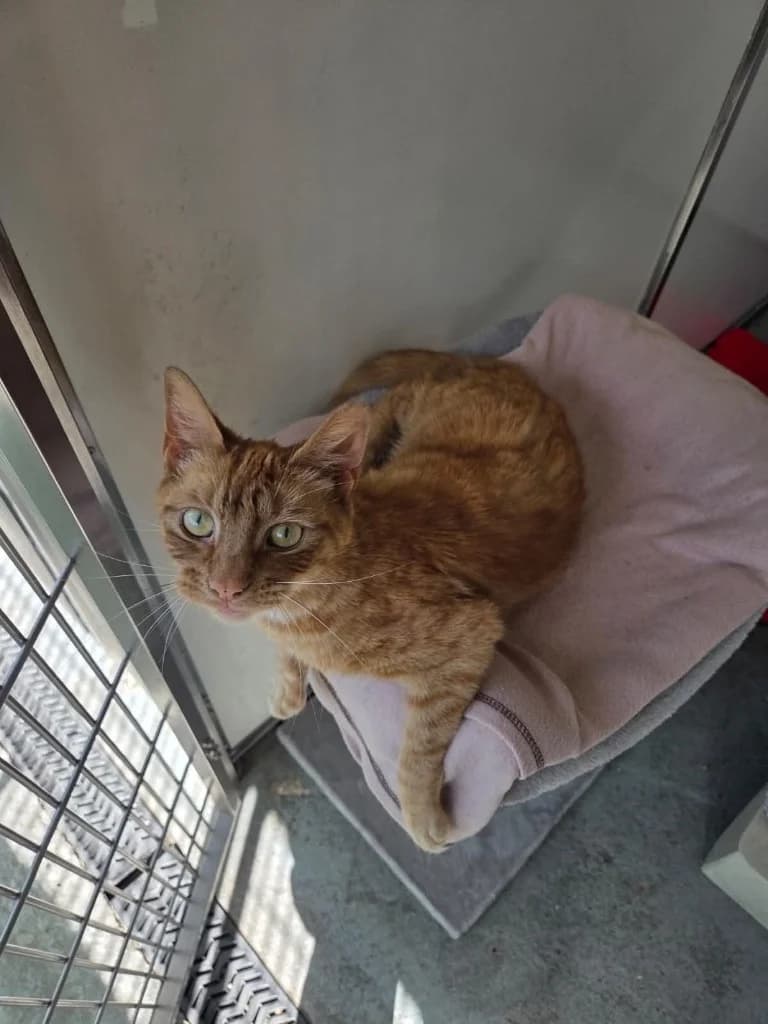 Kev, male 3yo Mixed Breed Cat for adoption at RSPCA Burton (Hillfield Animal Home)