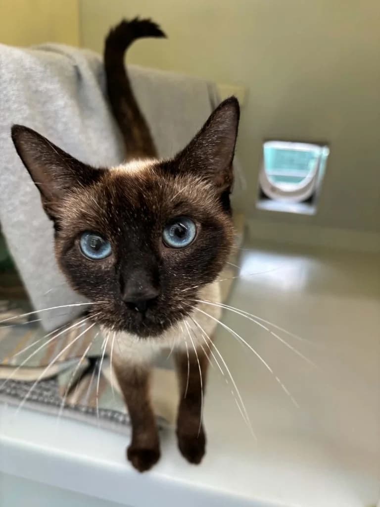 Sienna, female young Siamese for adoption at RSPCA Burton (Hillfield Animal Home)