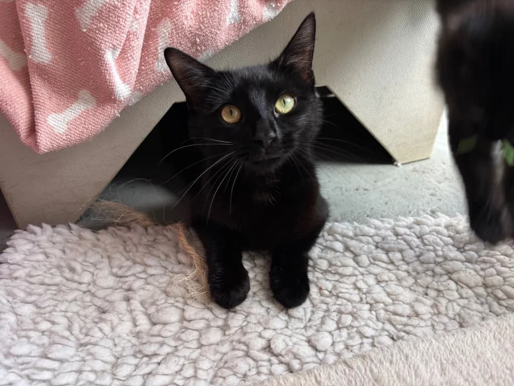 Florence, female puppy Mixed Breed Cat for adoption at RSPCA Burton (Hillfield Animal Home)