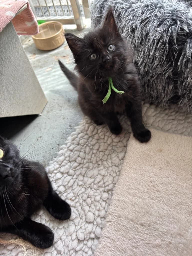 Flavia, female puppy Mixed Breed Cat for adoption at RSPCA Burton (Hillfield Animal Home)