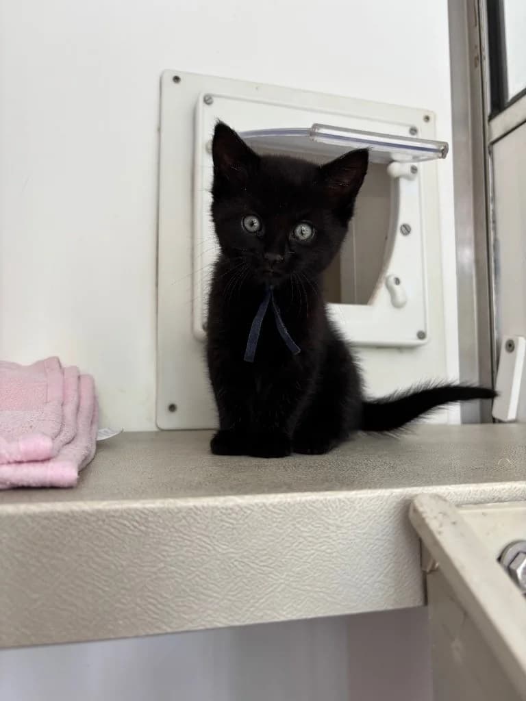Francesca, female puppy Mixed Breed Cat for adoption at RSPCA Burton (Hillfield Animal Home)