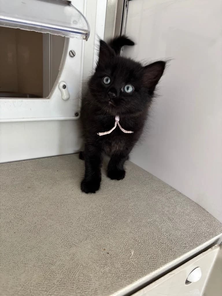 Filippa, female puppy Mixed Breed Cat for adoption at RSPCA Burton (Hillfield Animal Home)