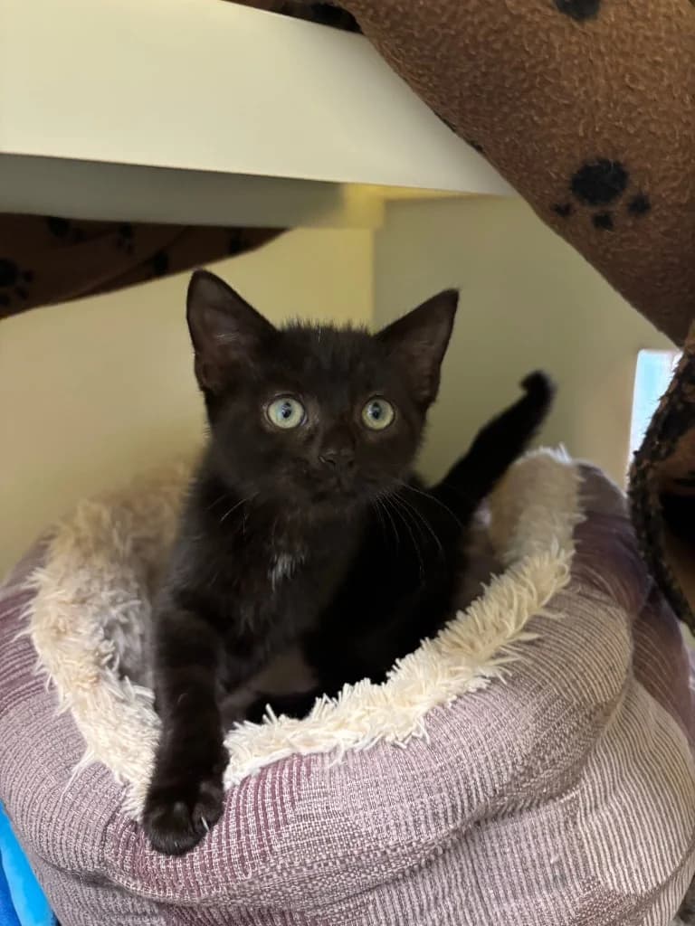 Sicily, female puppy Mixed Breed Cat for adoption at RSPCA Burton (Hillfield Animal Home)