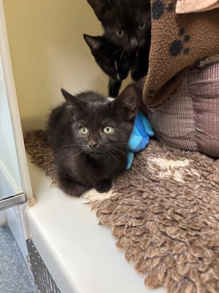 Susanna, female puppy Mixed Breed Cat for adoption at RSPCA Burton (Hillfield Animal Home)
