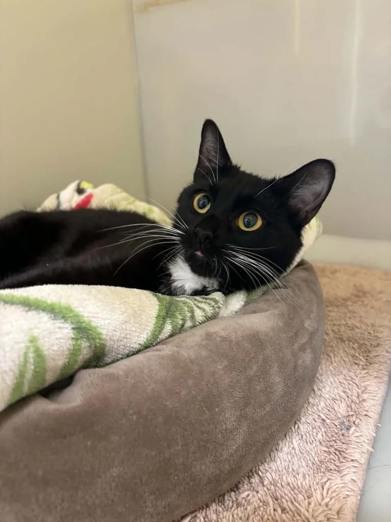 Socks, female young Mixed Breed Cat for adoption at RSPCA Burton (Hillfield Animal Home)