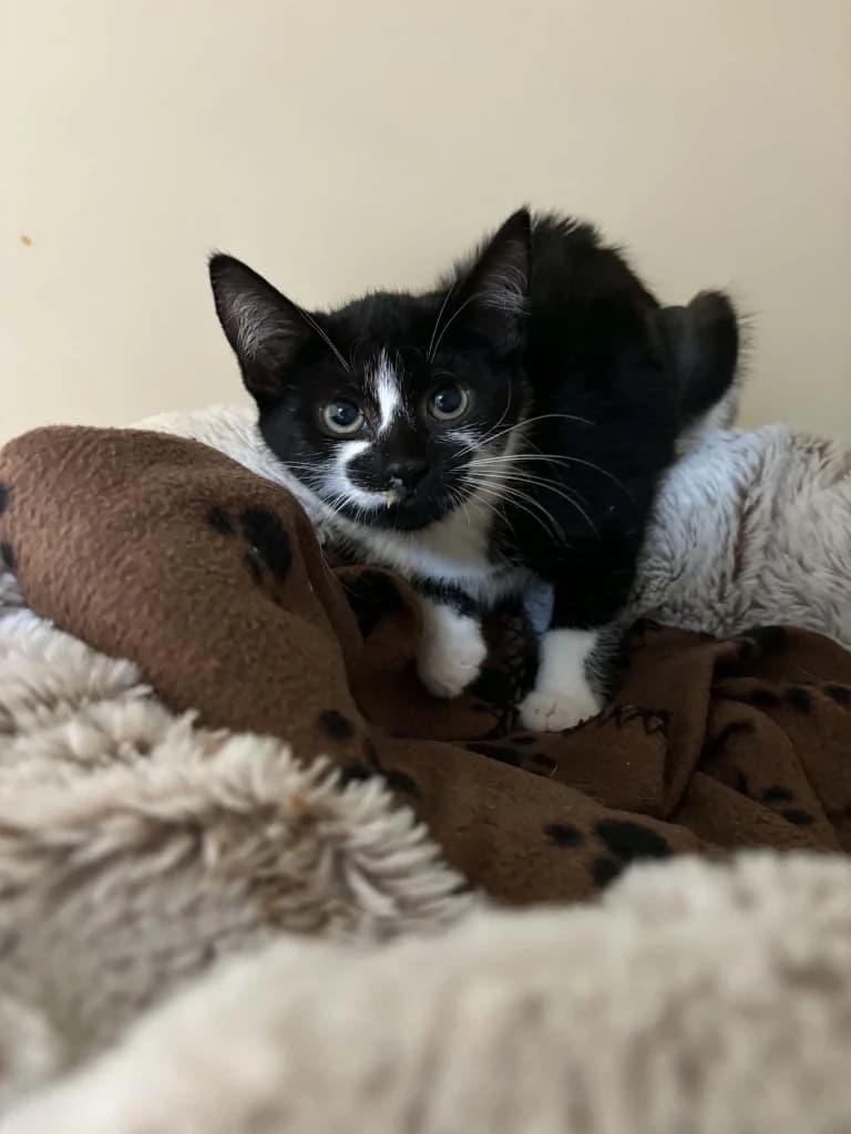 Bootie, female puppy Mixed Breed Cat for adoption at RSPCA Burton (Hillfield Animal Home)