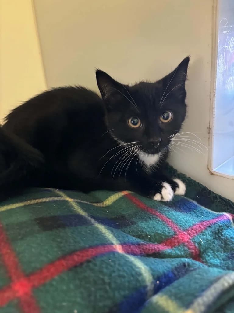 Flip, male puppy Mixed Breed Cat for adoption at RSPCA Burton (Hillfield Animal Home)