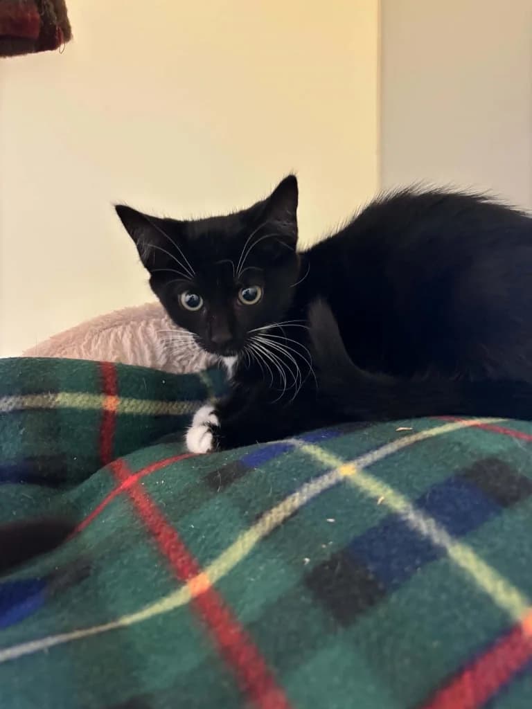 Flop, male puppy Mixed Breed Cat for adoption at RSPCA Burton (Hillfield Animal Home)