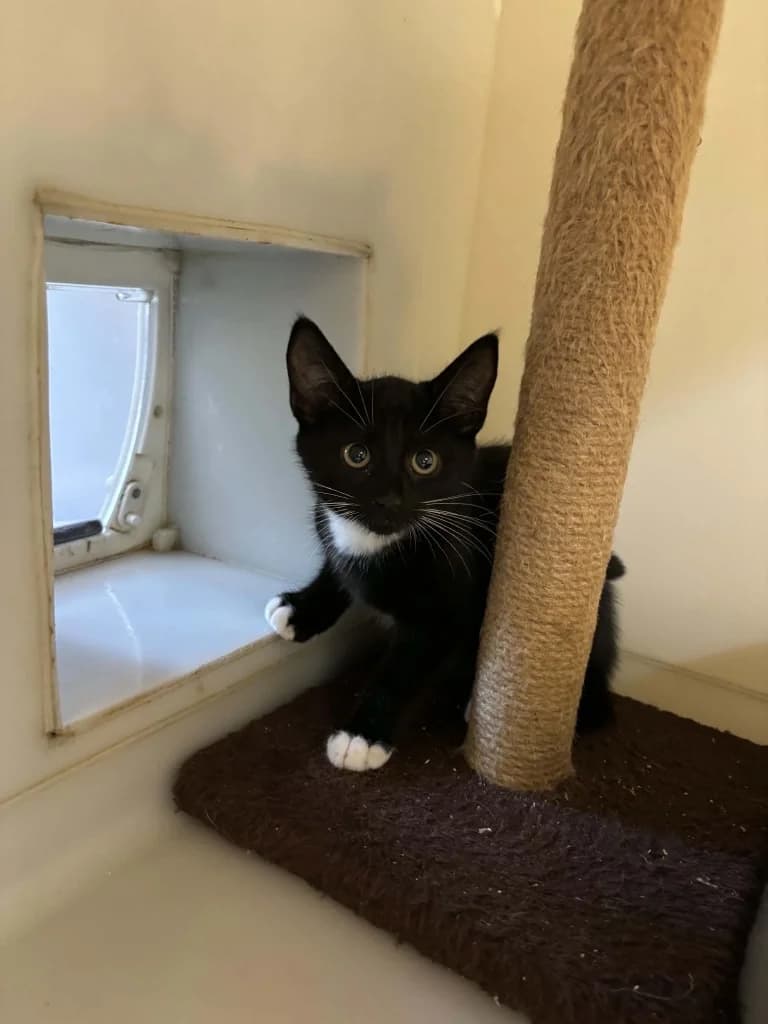 Croc, male puppy Mixed Breed Cat for adoption at RSPCA Burton (Hillfield Animal Home)