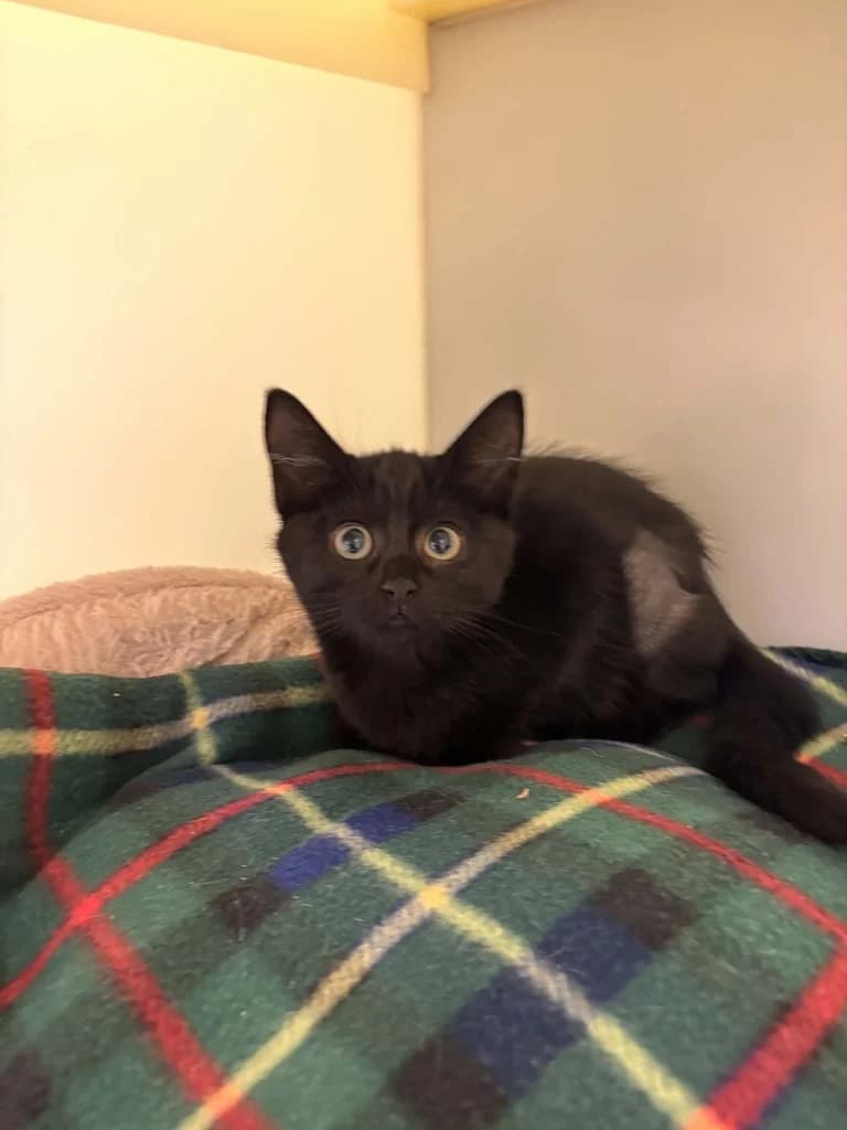 Stilleto, female puppy Mixed Breed Cat for adoption at RSPCA Burton (Hillfield Animal Home)