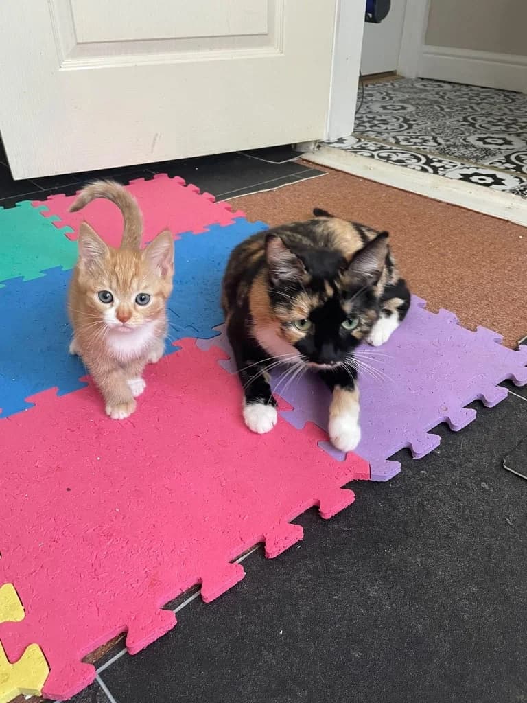 Clementine / Cherry, female 3yo Mixed Breed Cat for adoption at RSPCA Burton (Hillfield Animal Home)