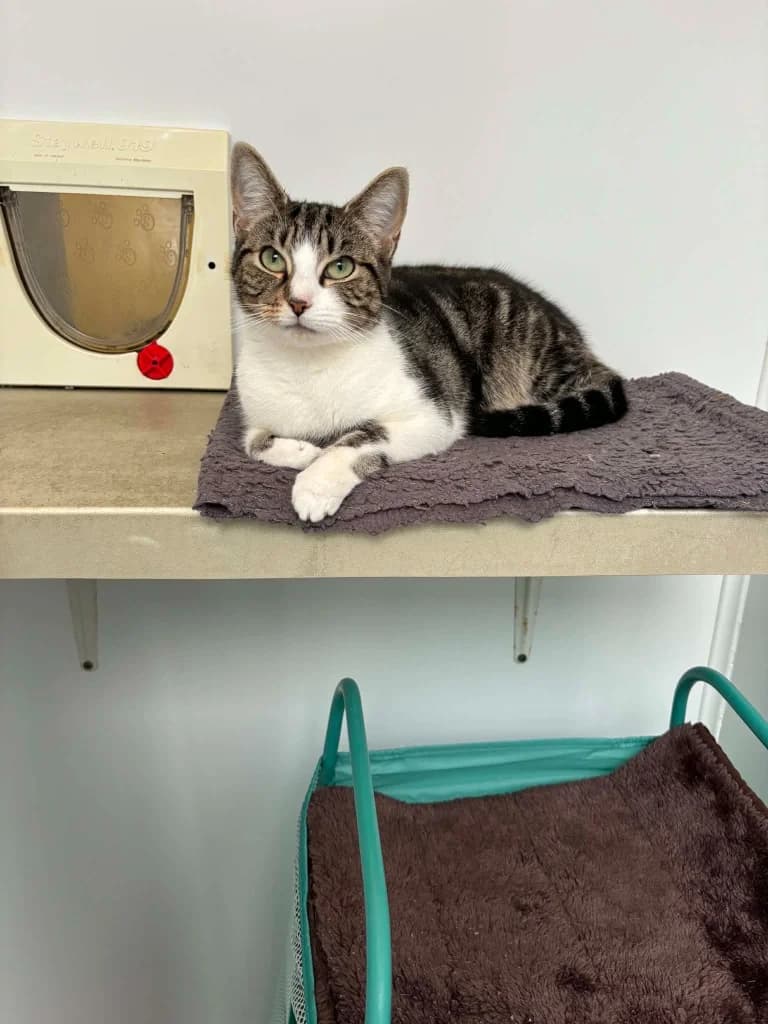 Versace, female young Mixed Breed Cat for adoption at RSPCA Burton (Hillfield Animal Home)