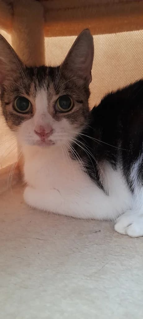 Ruth, female 7yo Mixed Breed Cat for adoption at RSPCA Burton (Hillfield Animal Home)