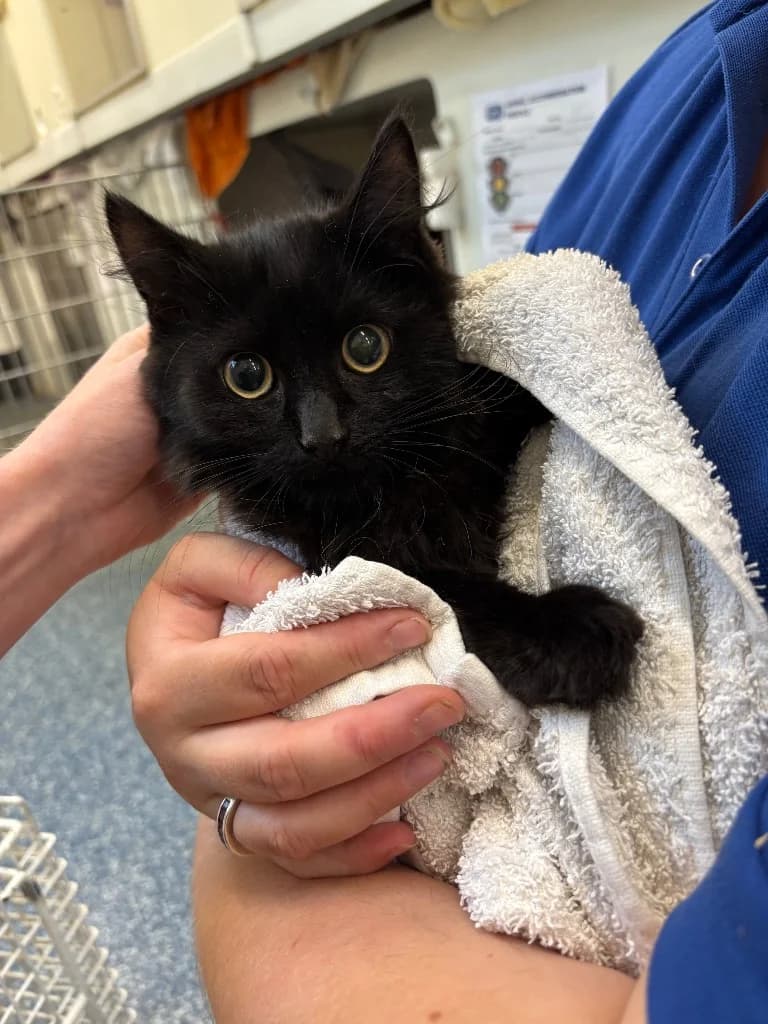 Jerome, male puppy Mixed Breed Cat for adoption at RSPCA Burton (Hillfield Animal Home)