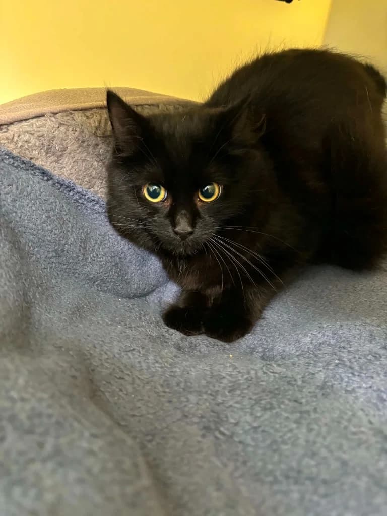 Jerome, male puppy Mixed Breed Cat for adoption at RSPCA Burton (Hillfield Animal Home)