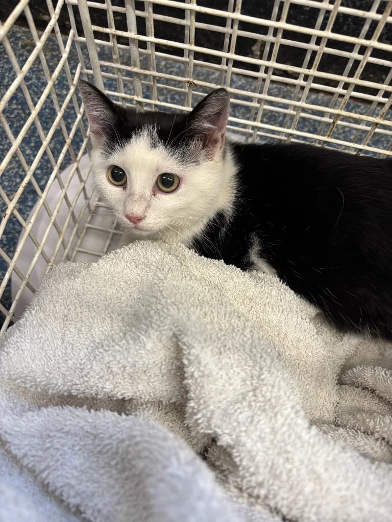 Joanna, female puppy Mixed Breed Cat for adoption at RSPCA Burton (Hillfield Animal Home)