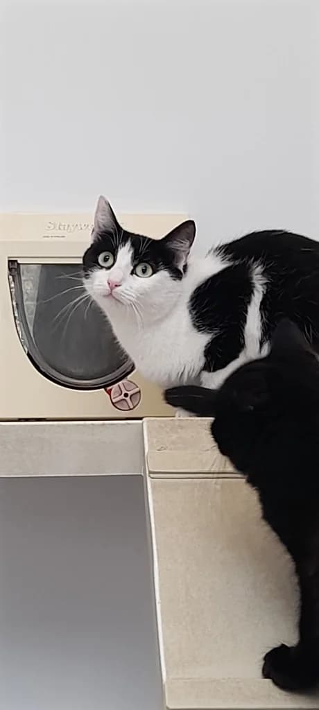 Jennifer, female young Mixed Breed Cat for adoption at RSPCA Burton (Hillfield Animal Home)