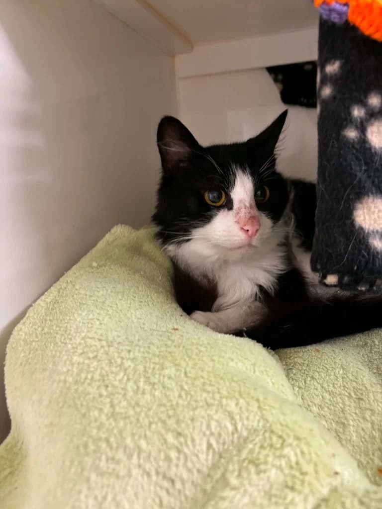 Hamish, male senior mixed breed for adoption at RSPCA Burton (Hillfield Animal Home)