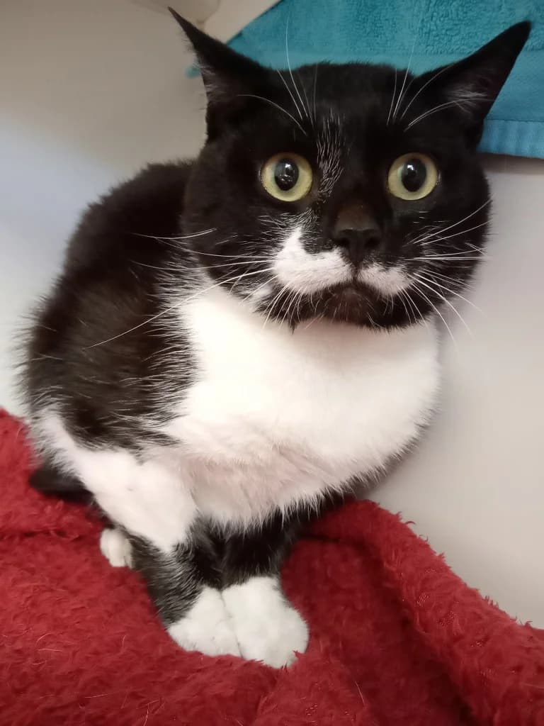 Socks, male 3yo Mixed Breed Cat for adoption at RSPCA Burton (Hillfield Animal Home)