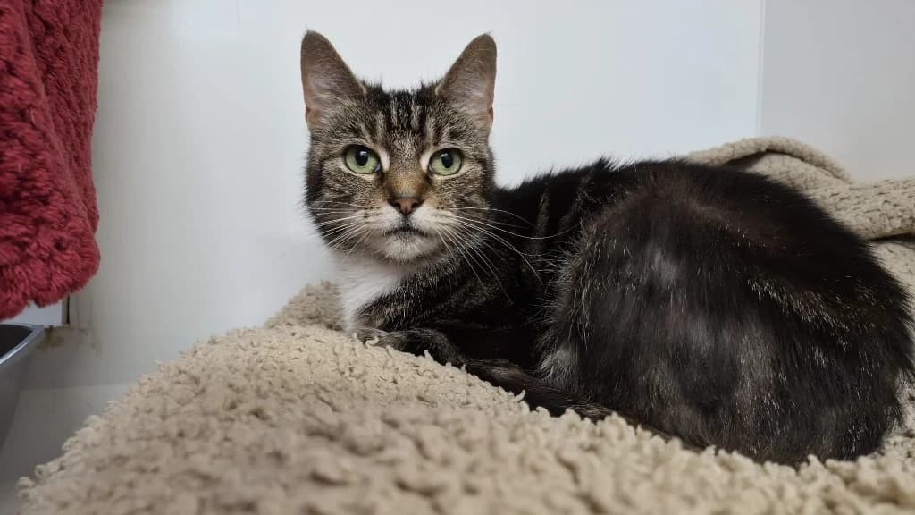 Mitzy, female 5yo Mixed Breed Cat for adoption at RSPCA Burton (Hillfield Animal Home)