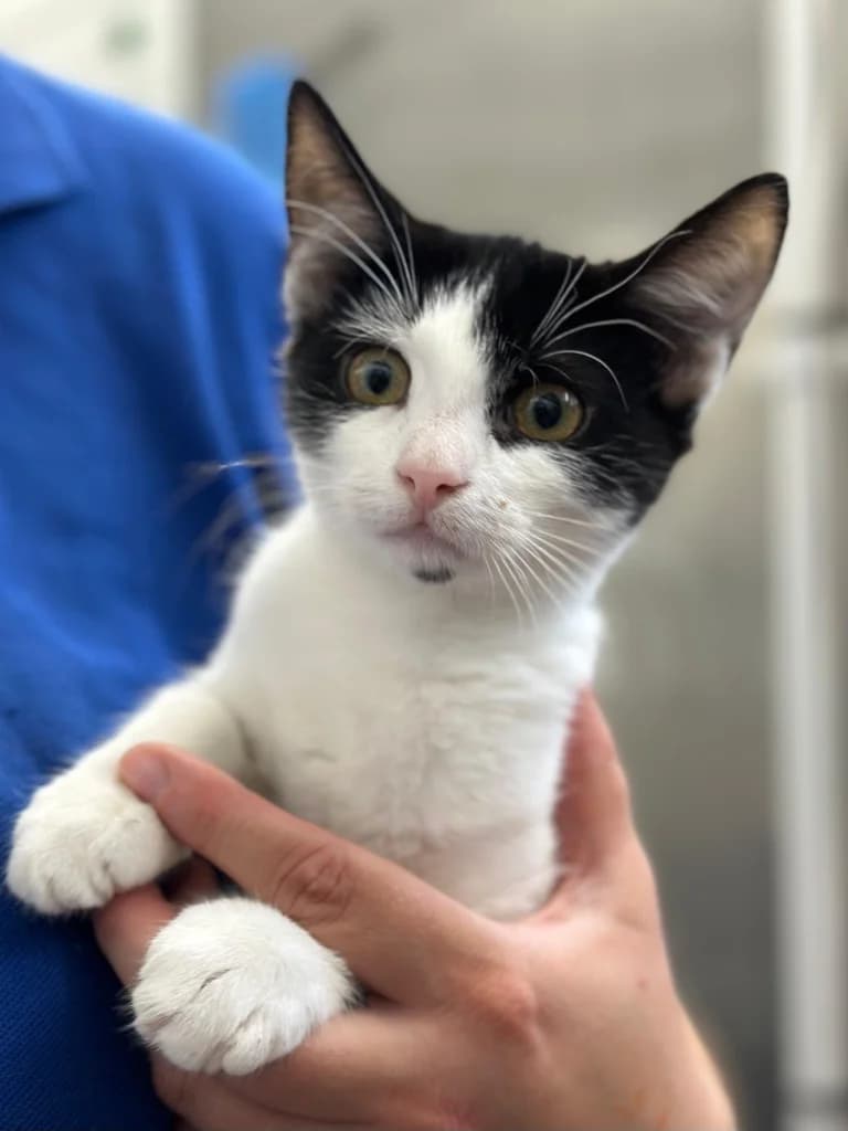 Claudeen, female puppy Mixed Breed Cat for adoption at RSPCA Burton (Hillfield Animal Home)