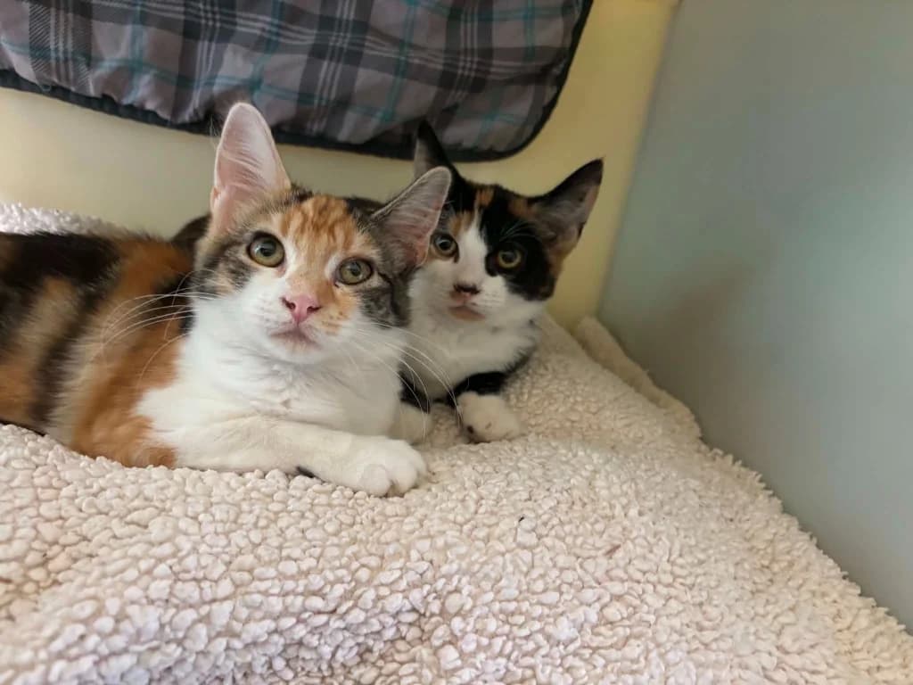 Amber / Sophie, female puppy Mixed Breed Cat for adoption at RSPCA Burton (Hillfield Animal Home)