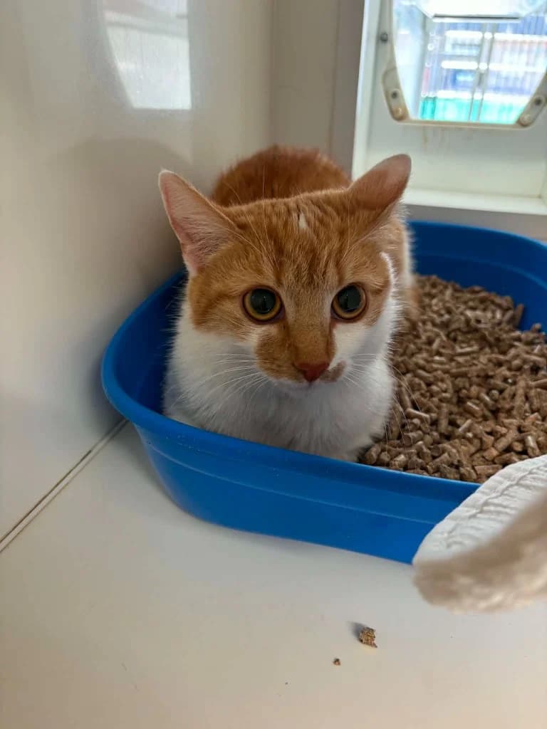 Toffee, female young Mixed Breed Cat for adoption at RSPCA Burton (Hillfield Animal Home)