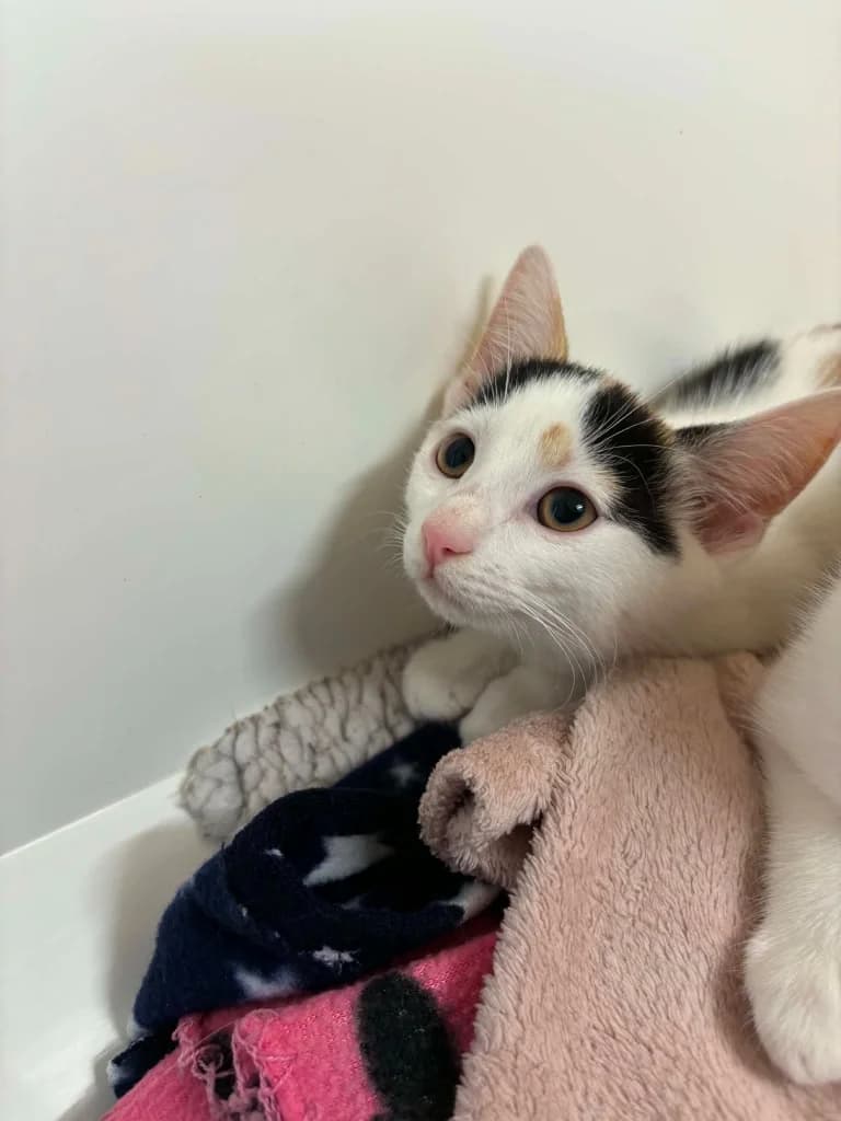 Humbug, female puppy Mixed Breed Cat for adoption at RSPCA Burton (Hillfield Animal Home)