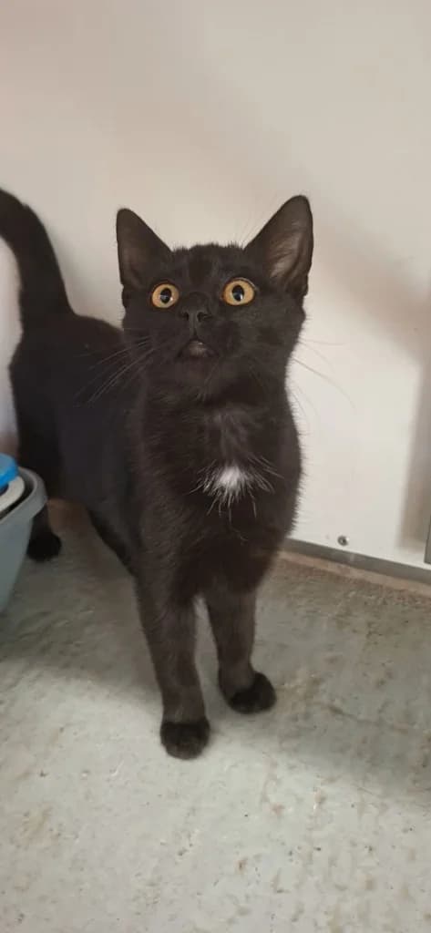 Nicole, female puppy Mixed Breed Cat for adoption at RSPCA Burton (Hillfield Animal Home)