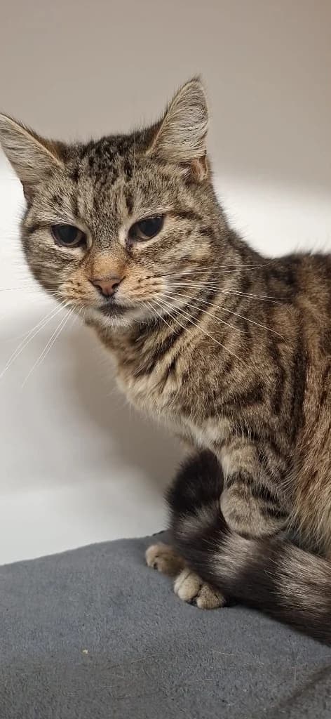 Jigsaw, female senior Mixed Breed Cat for adoption at RSPCA Burton (Hillfield Animal Home)