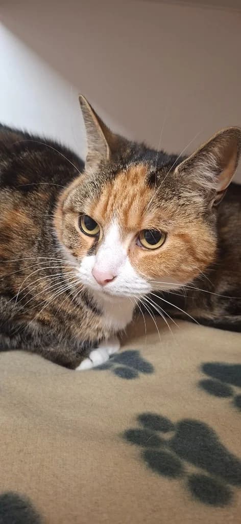 Socks, female 5yo Mixed Breed Cat for adoption at RSPCA Burton (Hillfield Animal Home)