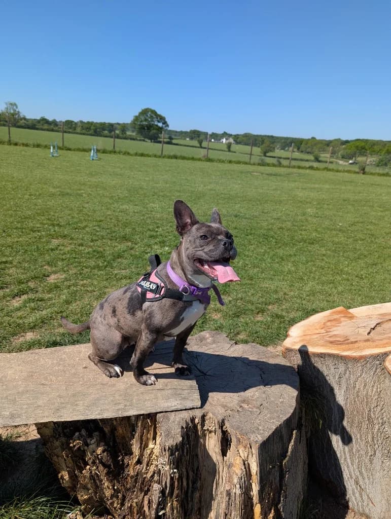 Bear, female young Mixed Breed for adoption at RSPCA Burton (Hillfield Animal Home)