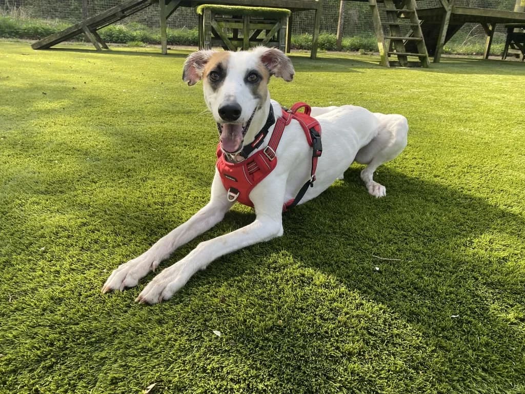 Finnick, male young Lurcher for adoption at RSPCA Burton (Hillfield Animal Home)