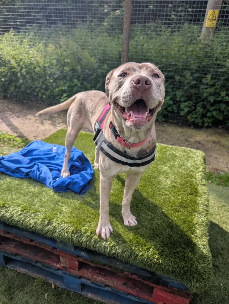 Missy, female young Mixed Breed for adoption at RSPCA Burton (Hillfield Animal Home)