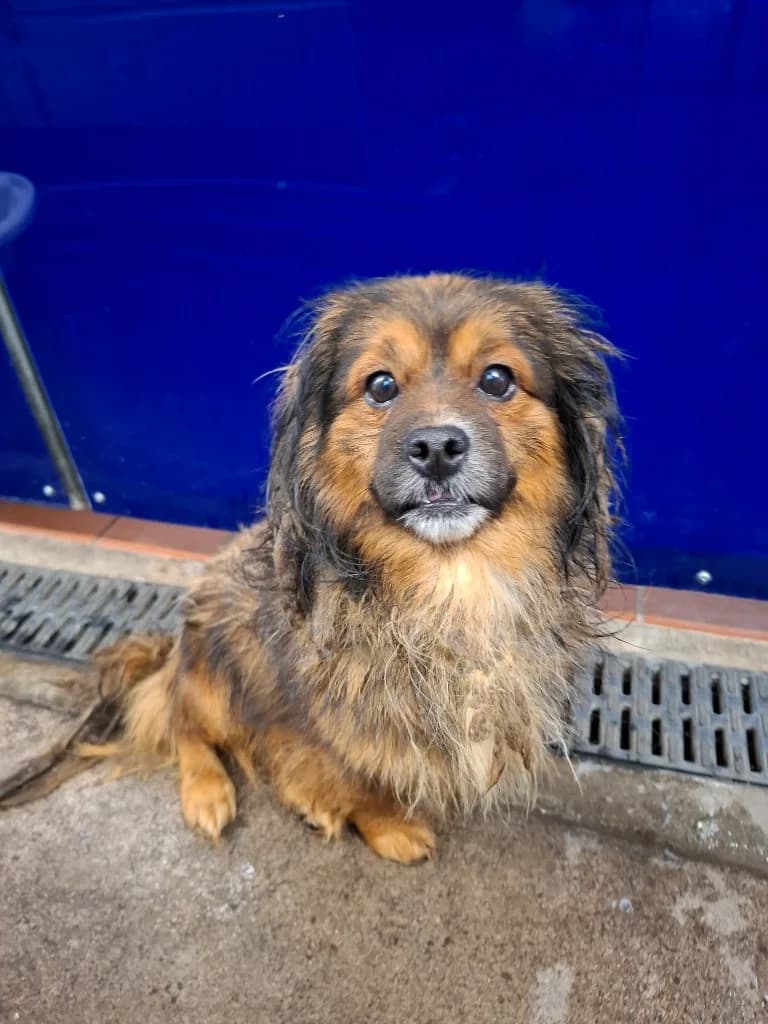 William, male 5yo Mixed Breed for adoption at RSPCA Burton (Hillfield Animal Home)