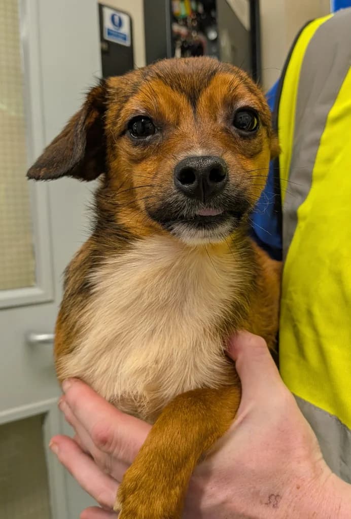 Pippin, male young Mixed Breed for adoption at RSPCA Burton (Hillfield Animal Home)