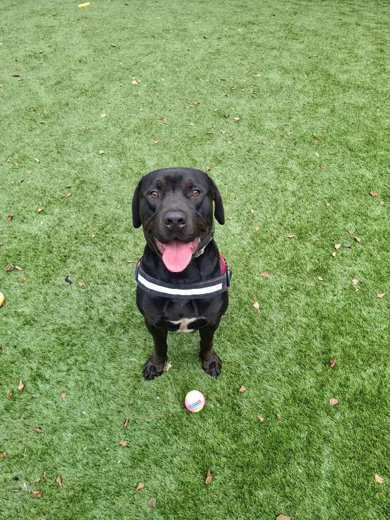 Cosmo, male young Mixed Breed for adoption at RSPCA Burton (Hillfield Animal Home)