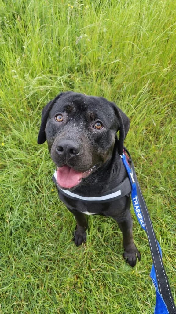 Rocco, male young Mixed Breed for adoption at RSPCA Burton (Hillfield Animal Home)