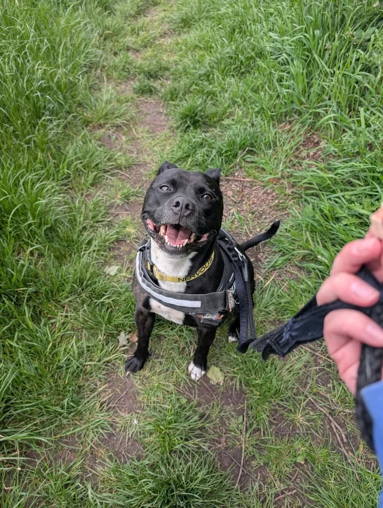 Bella, female 6yo Mixed Breed for adoption at RSPCA Burton (Hillfield Animal Home)