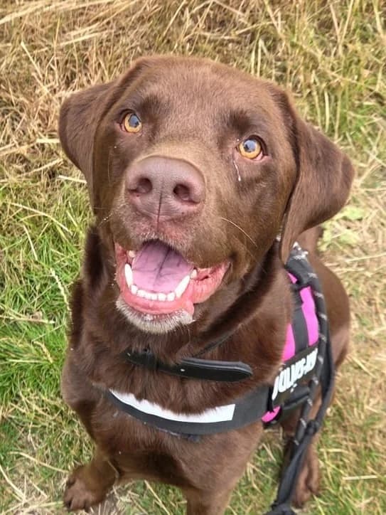 Rex, male 4yo Labrador Retriever for adoption at RSPCA Burton (Hillfield Animal Home)