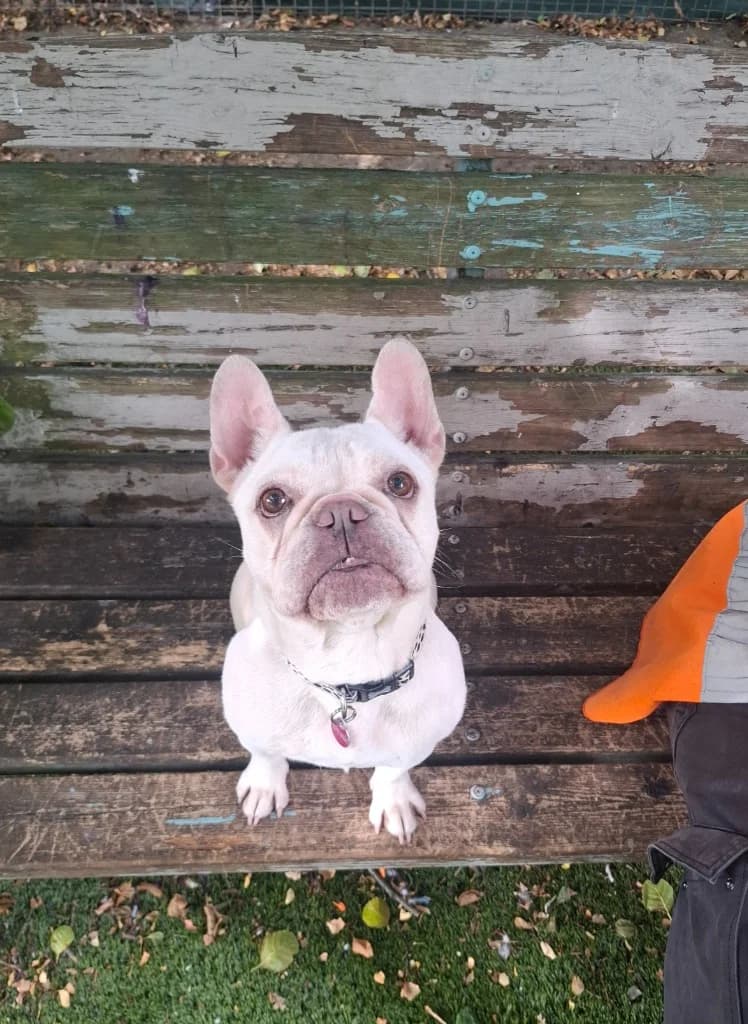 Margo, female 5yo English Bulldog for adoption at RSPCA Burton (Hillfield Animal Home)