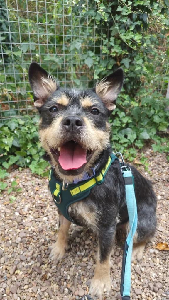 Wixie, male young Mixed Breed for adoption at RSPCA Burton (Hillfield Animal Home)