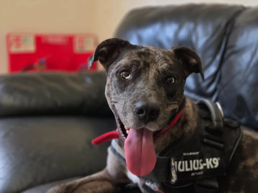 Daisy, female young Mixed Breed for adoption at RSPCA Burton (Hillfield Animal Home)