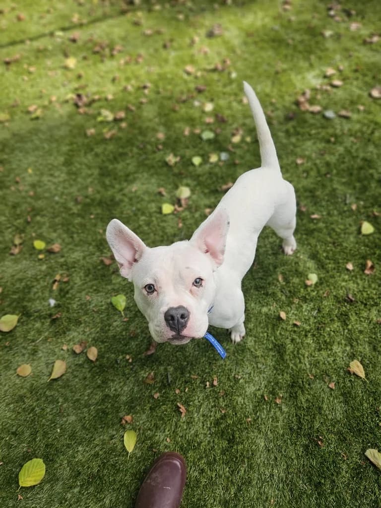 Trixie, female young Mixed Breed for adoption at RSPCA Burton (Hillfield Animal Home)